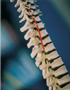 spine care
